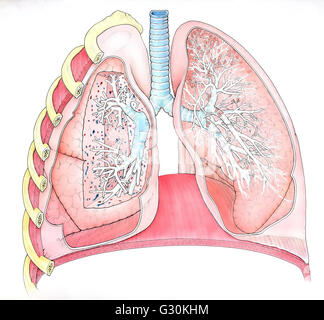 Illustrazione di destra e di sinistra dei polmoni umani, sezione trasversale Foto Stock