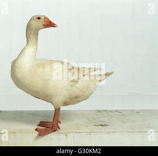 Bianco Oca Embden (Anser anser domesticus) Foto Stock