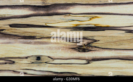 Vecchio texture - Mapple legno stabilizzato Foto Stock