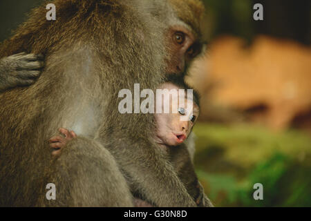 Baby monkey e la famiglia presso la scimmia forrest in Ubud, Bali Foto Stock