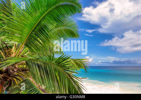 Spiaggia Seychelles Foto Stock