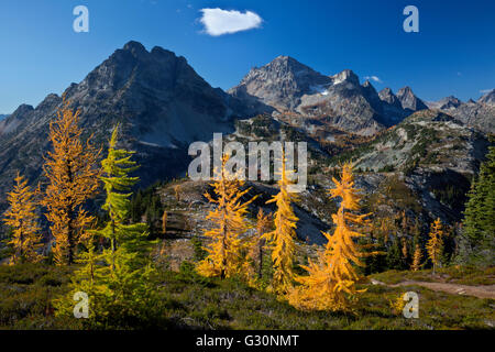 WA12707-00...Washington - i larici in autunno colori sotto Coreo e picchi neri nel Parco Nazionale delle Cascate del Nord. Foto Stock