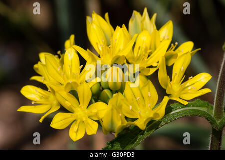 Testa di fiori d'estate fiore lampadina gialla, Allium moly Foto Stock