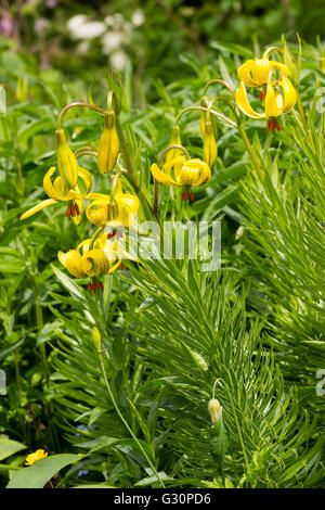 Inizio giugno turkscap fiori della European Lily, Lilium pyrenaicum Foto Stock