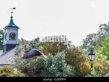 Oca Graylag arrivando in terra oltre la serpentina Hyde Park Londra Foto Stock