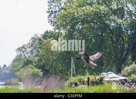 Oca Graylag arrivando in terra oltre la serpentina Hyde Park Londra Foto Stock