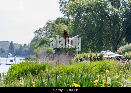 Oca Graylag arrivando in terra oltre la serpentina Hyde Park Londra Foto Stock