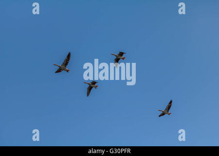 Oca Graylag volando sopra La serpentina Hyde Park Londra Foto Stock