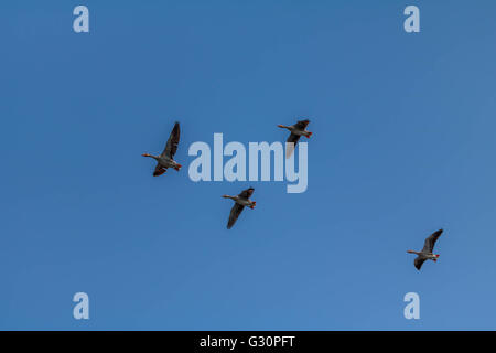 Oca Graylag volando sopra La serpentina Hyde Park Londra Foto Stock