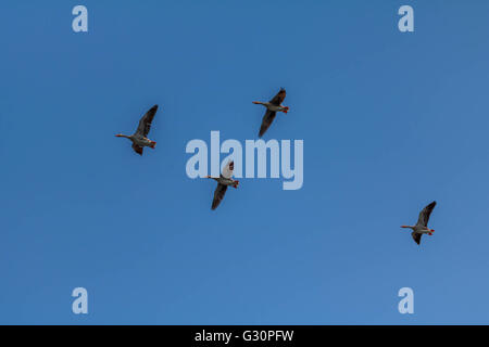 Oca Graylag volando sopra La serpentina Hyde Park Londra Foto Stock