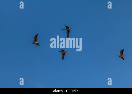Oca Graylag volando sopra La serpentina Hyde Park Londra Foto Stock