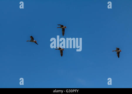 Oca Graylag volando sopra La serpentina Hyde Park Londra Foto Stock