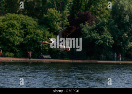 Oca Graylag volando sopra La serpentina Hyde Park Londra Foto Stock