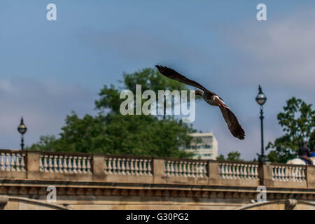 Oca Graylag volando sopra La serpentina Hyde Park Londra Foto Stock