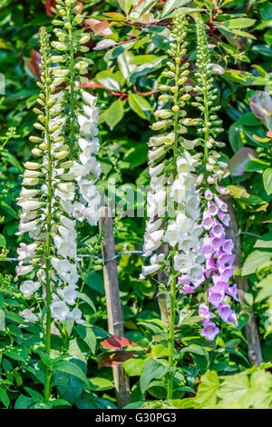 Rosa Foxgloves mostra che la bellezza della luce del sole in inglese. Foto Stock