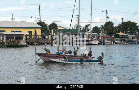 Un gruppo di pellicani potrete rilassarvi su una piccola barca in una pittoresca marina a Fort Myers Beach, Florida, Stati Uniti d'America. Foto Stock