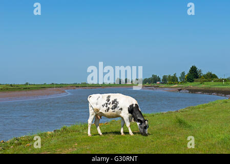 Il pascolo di vacca dal fiume Haven, Fishtoft, nei pressi di Boston, Lincolnshire, England Regno Unito Foto Stock
