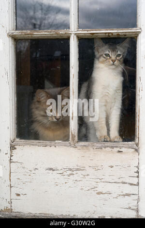 Pedigree longhair somalo gatti di razza - alla porta che vogliono essere nel giardino Foto Stock