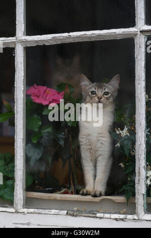 Pedigree longhair somalo gatti di razza - alla porta che vogliono essere nel giardino Foto Stock