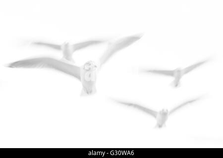 Aringa gabbiano (Larus argentatus) battenti contro il cielo in immagine astratta con motion blur, Norvegia. Foto Stock