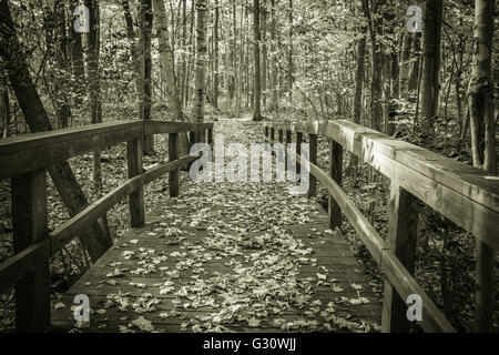 Viaggio attraverso la foresta. Passerella in legno su un burrone si snoda attraverso un bosco d'autunno. Foto Stock