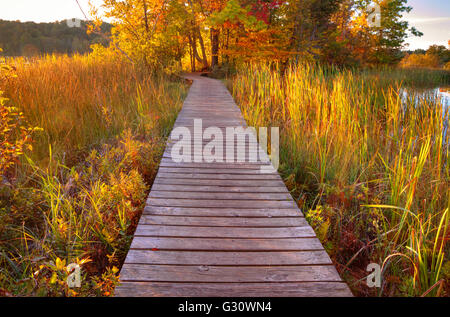 Autunno Boardwalk Trail. Passeggiata attraverso una delle zone umide protette area al tramonto. Ludington parco dello stato. Ludington, Michigan. Foto Stock