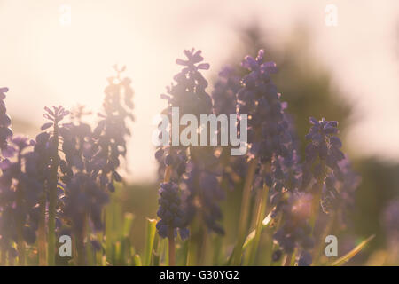 Alcuni lupino azzurro fiori in primavera con retroilluminazione. Profondità di campo ridotta, messa a fuoco selezionata. Foto Stock