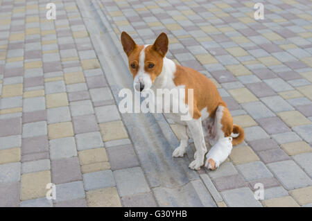 Basenji cane con rotte bendata zampe posteriori seduti su un marciapiede Foto Stock