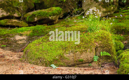 Creeping Bluet fiori e Moss copre una roccia nelle vicinanze Cumberland River nel sud del Kentucky Foto Stock