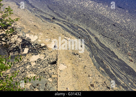 Pino giallo polline galleggiante sull'acqua, Finlandia Foto Stock