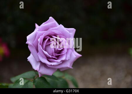 Rosa Blu che cresce in un recipiente di terracotta al di fuori in un giardino Foto Stock