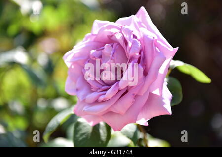 Rosa Blu che cresce in un recipiente di terracotta al di fuori in un giardino Foto Stock