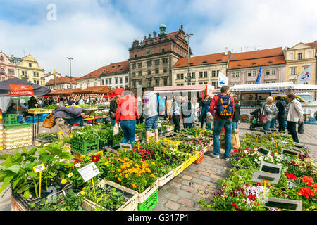 Plzen Farmers Market sulla piazza della città di fronte Municipio Pilsen Repubblica Ceca Europa Foto Stock