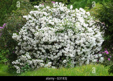 Rododendro bianco bush nel giardino Foto Stock
