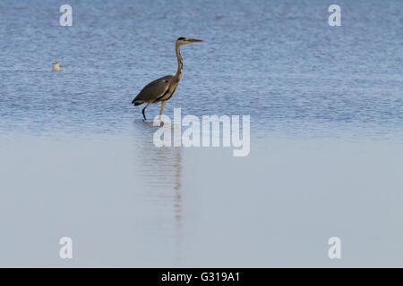 Airone cenerino all'interno di fiume Po laguna, paesaggio italiano. Carattere minimo panorama Foto Stock