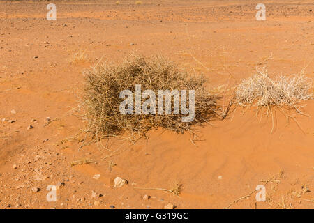 Camel thorn in natura Foto Stock