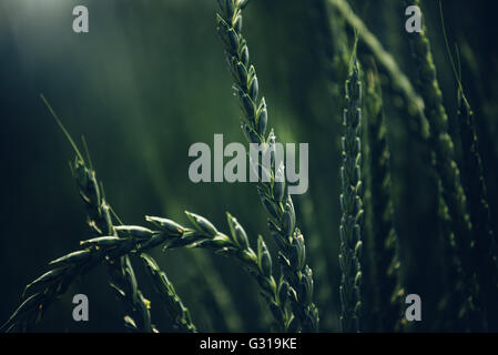 Il farro colture in campo coltivato Foto Stock