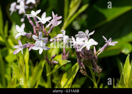 Blue tingono dei fiori di hardy piante erbacee perenni, Amsonia tabernaemontana var. salicifolia Foto Stock