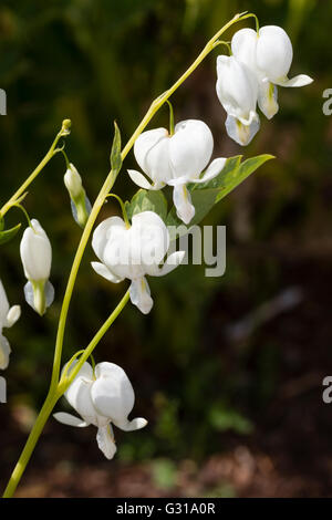 Fiori bianchi di forma selezionata del sanguinamento cuore perenni, Lamprocapnos spectabilis "Alba" Foto Stock