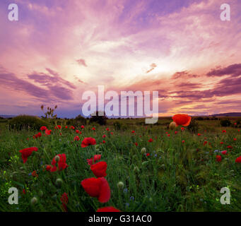 Campo di erba con fiori viola e papavero rosso contro il sole Foto Stock