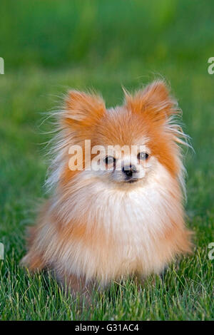 Pomerania Dog sitter in erba, ritratto Foto Stock