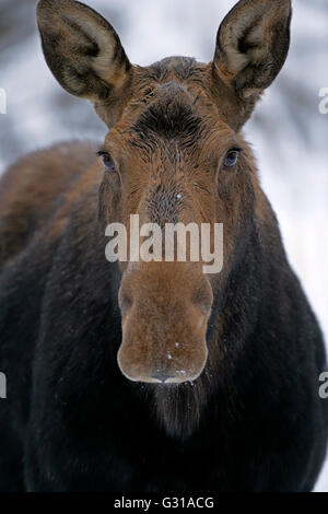 Moose mucca in piedi nella neve profonda, ritratto closeup Foto Stock