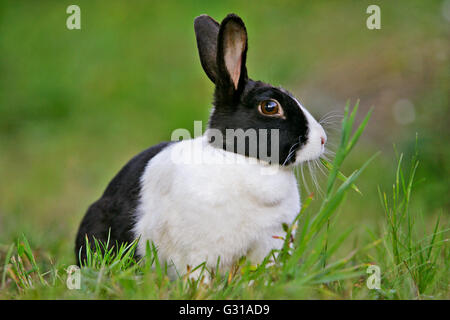 Coniglio olandese in bianco e nero seduto in erba, ritratto Foto Stock