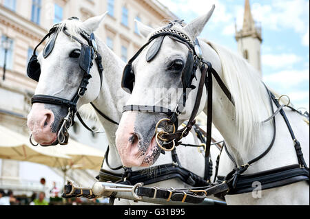 Carrozza a cavalli (Fiacre) Foto Stock