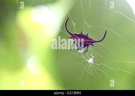 Un rosso spiked orb weaver spider, Gasteracantha falcicornis, sul suo web. Isola di Zanzibar Tanzania Foto Stock