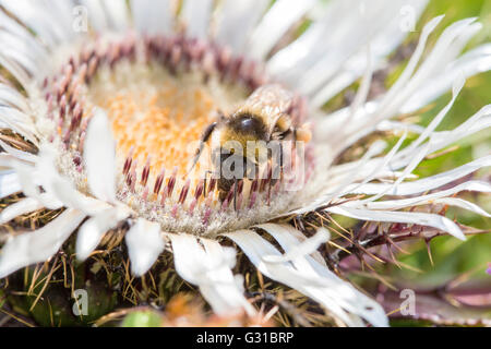 Buff-tailed bumblebee, Bombus terrestris, raccogliendo il polline di un plumeless spinoso fiore di cardo. Come i loro parenti il miele Foto Stock