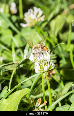 Honeybee europea, Apis mellifera, raccogliendo il polline di un fiore di trifoglio Foto Stock