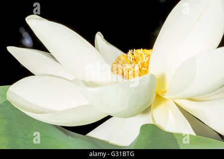 Primo piano del bellissimo fiore di loto fioritura in presenza di luce solare Foto Stock