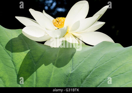 Bellissimo fiore di loto fioritura in presenza di luce solare Foto Stock