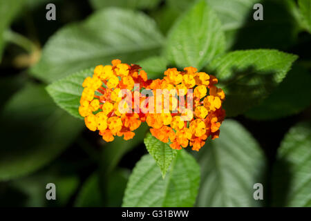 Primo piano di due fiori arancione di Lantana camara, noto come tickberry e selvatica salvia Foto Stock